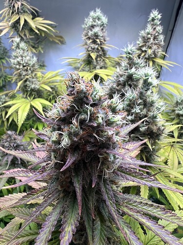 Growreport Bild 20