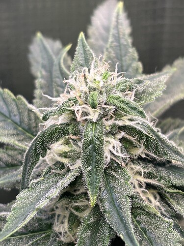 Growreport Bild 15