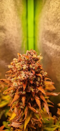 Growreport Bild 7