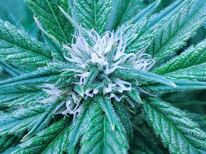 Growreport Bild 51