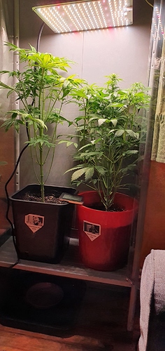 Growreport Bild 5