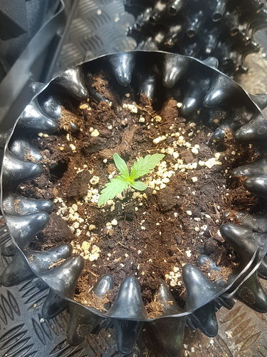 Growreport Bild 12