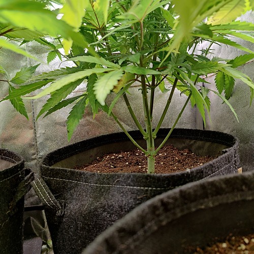 Growreport Bild 14