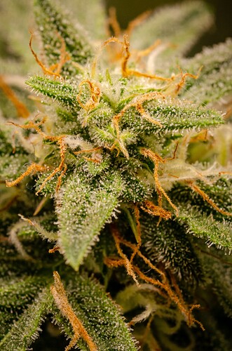 Growreport Bild 1