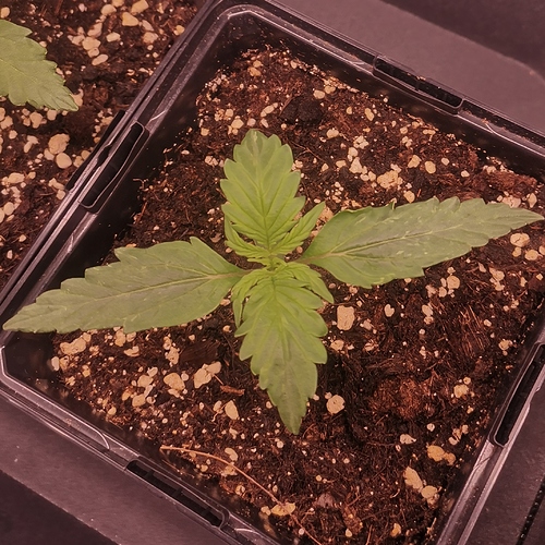 Growreport Bild 7