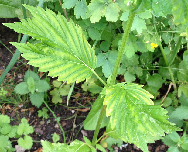 Growreport Bild 7