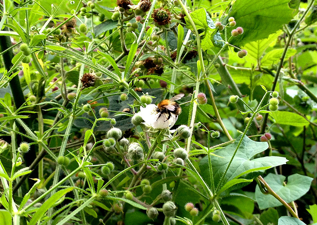 Growreport Bild 29