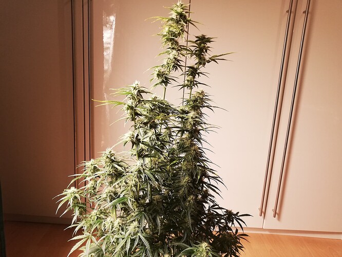 GG#1_231217-4