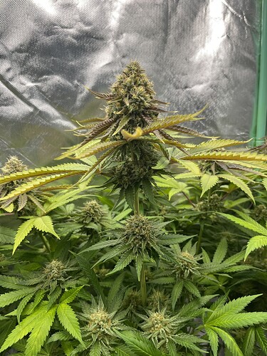 Growreport Bild 9