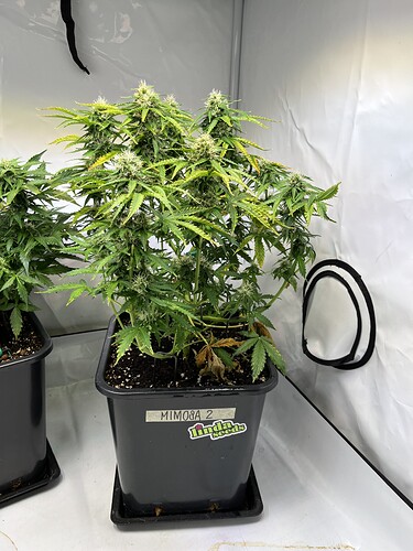 Growreport Bild 9