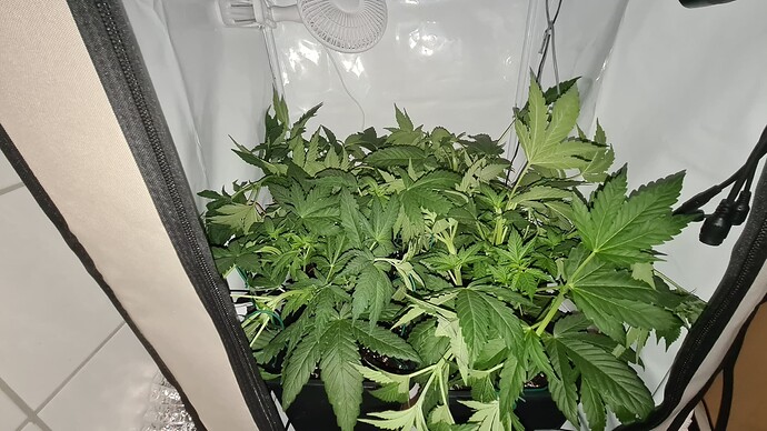 Growreport Bild 13