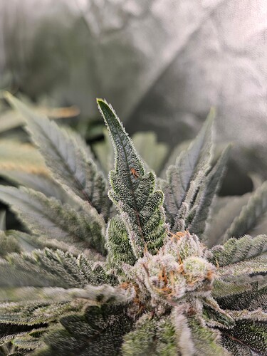 Growreport Bild 49