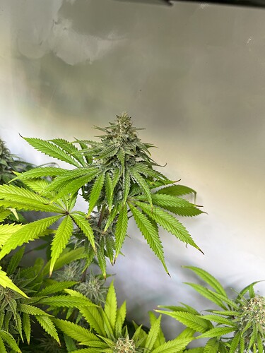 Growreport Bild 5