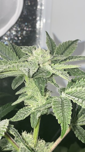Growreport Bild 15