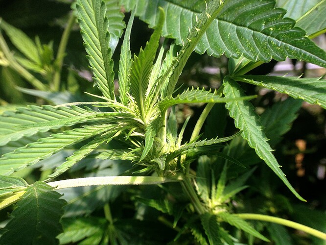 Growreport Bild 4