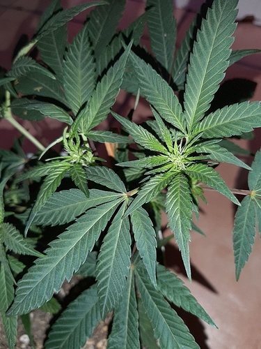 Growreport Bild 9