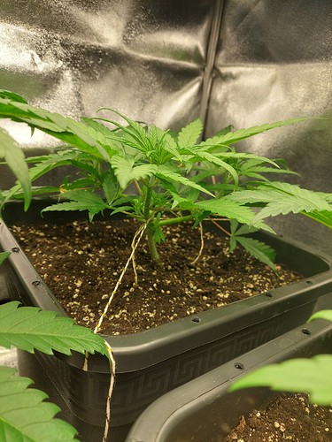 Growreport Bild 1