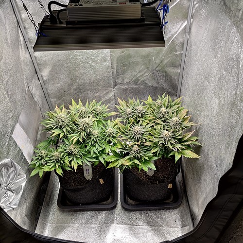 Growreport Bild 1