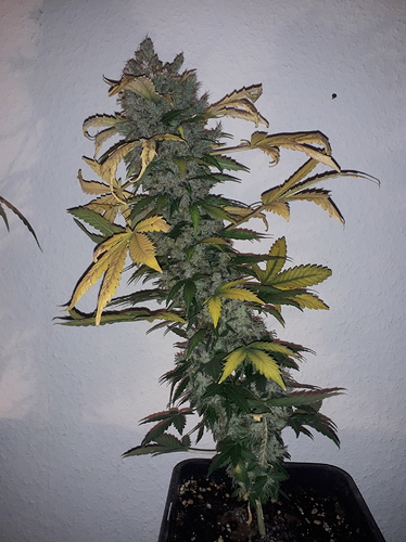 Growreport Bild 16
