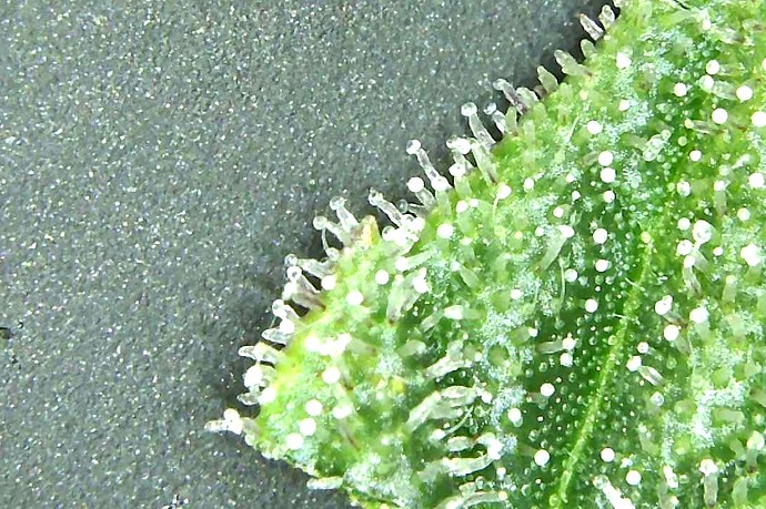 Growreport Bild 11