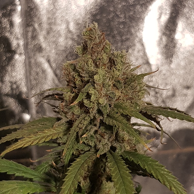 Growreport Bild 12