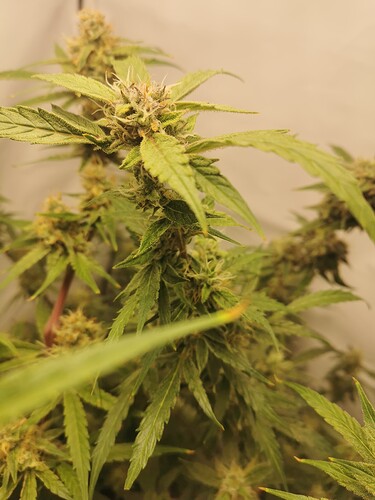 Growreport Bild 17