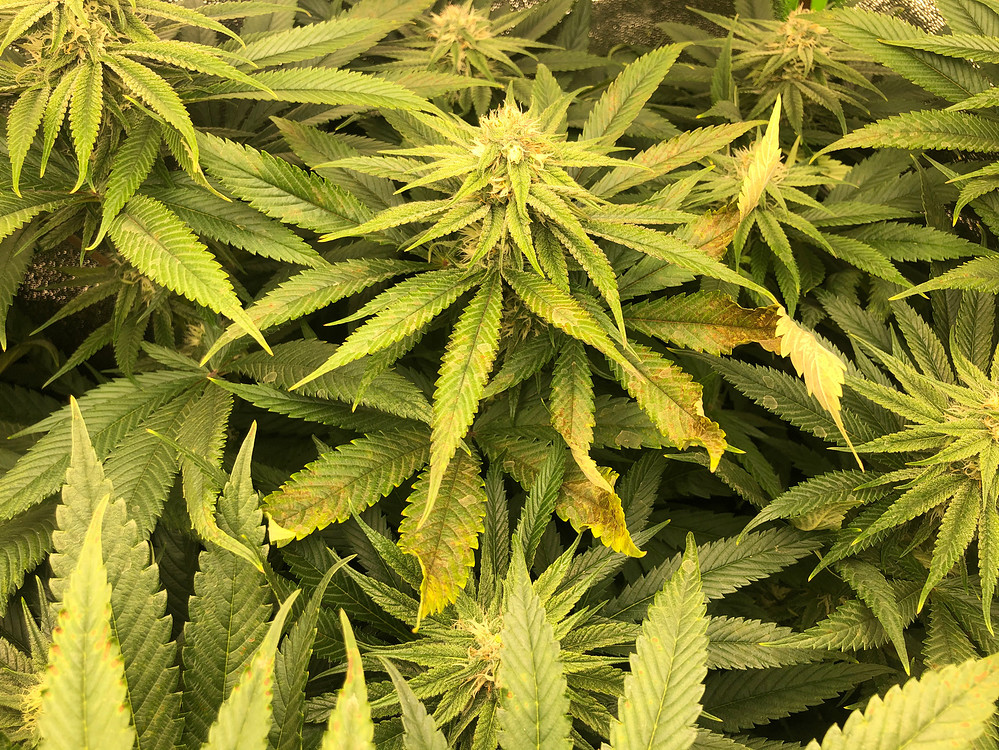 Zu viel Licht oder Mangel? GrowProbleme Forum