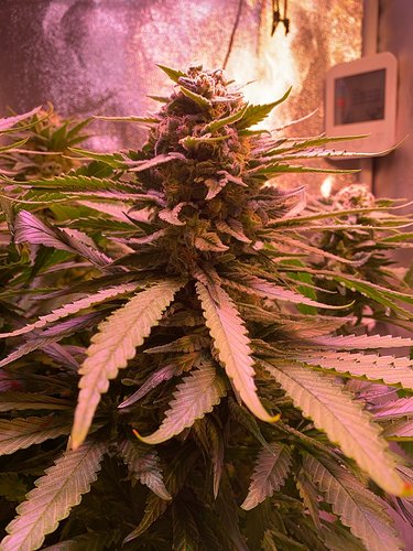 Growreport Bild 19