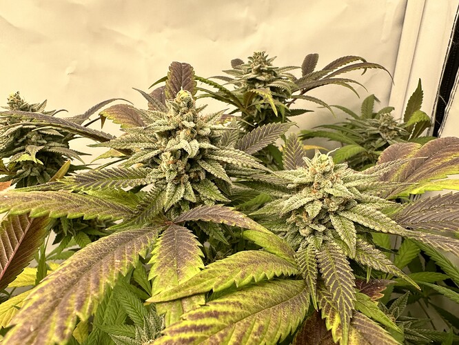 Growreport Bild 7