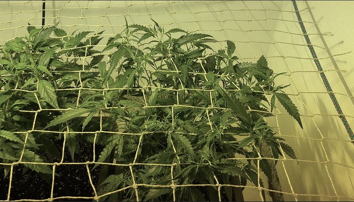 Growreport Bild 7