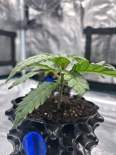 Growreport Bild 122