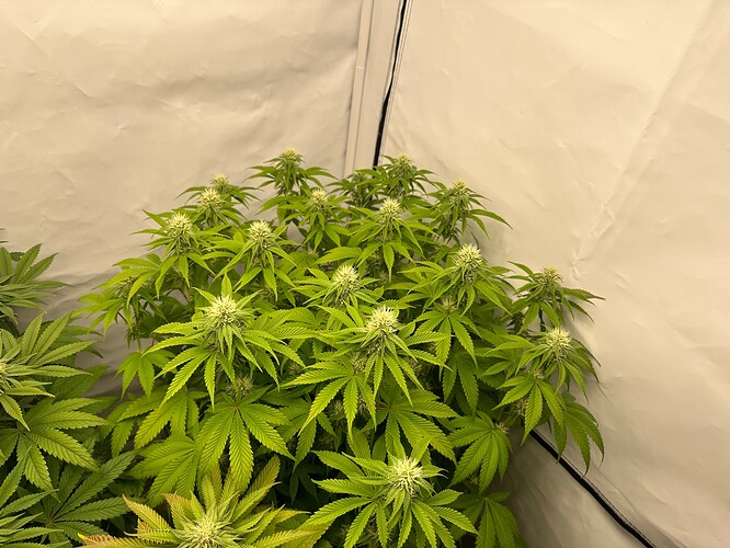 Growreport Bild 3