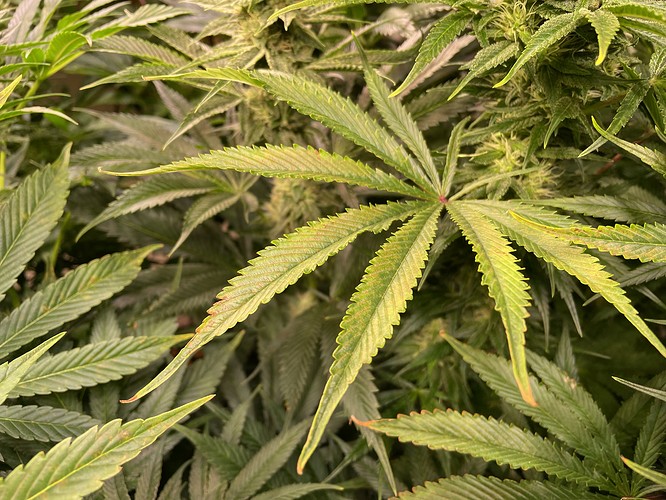 Growreport Bild 1