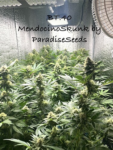 Growreport Bild 1