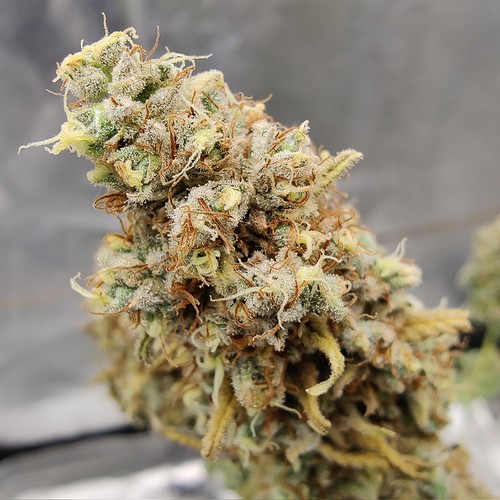 Growreport Bild 32