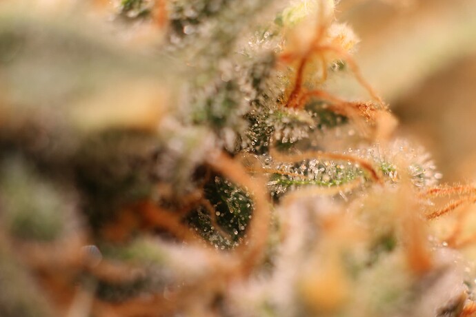 Growreport Bild 42