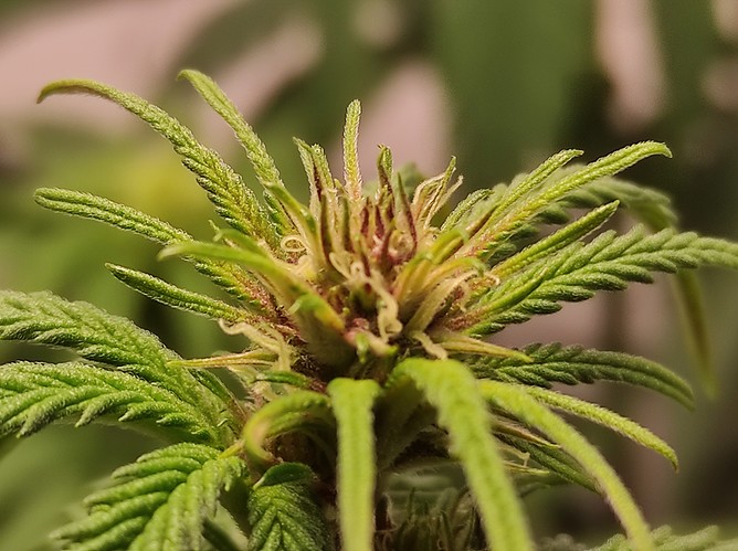 Growreport Bild 7