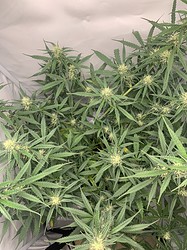 Growreport Bild 18