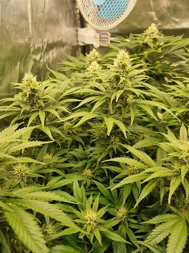 Growreport Bild 28