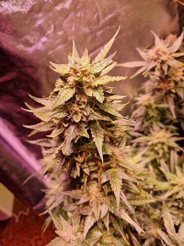 Growreport Bild 15