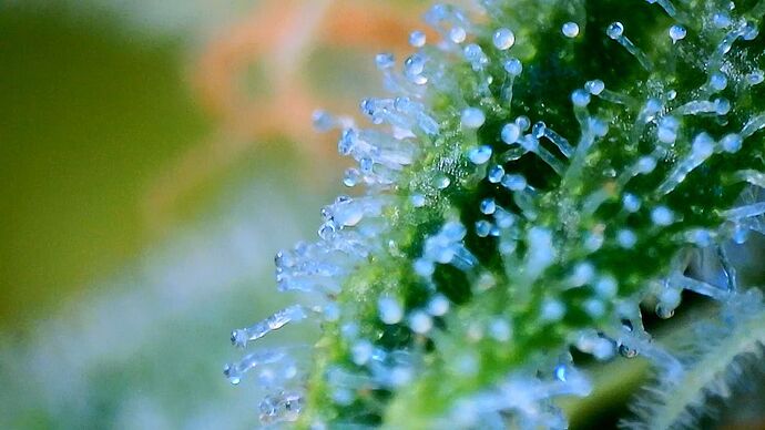 Growreport Bild 5