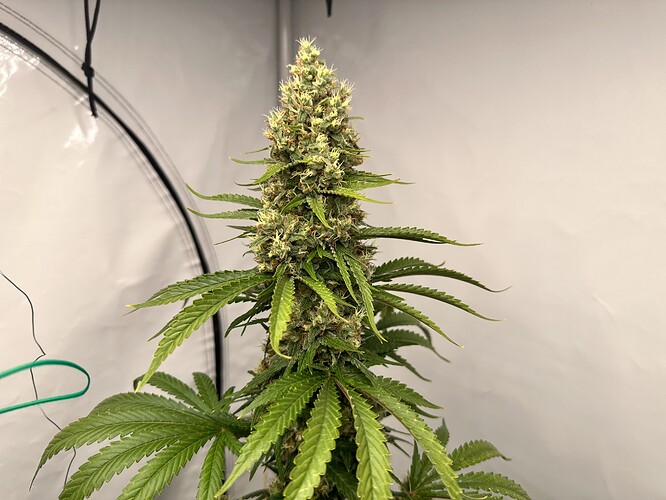 Growreport Bild 23