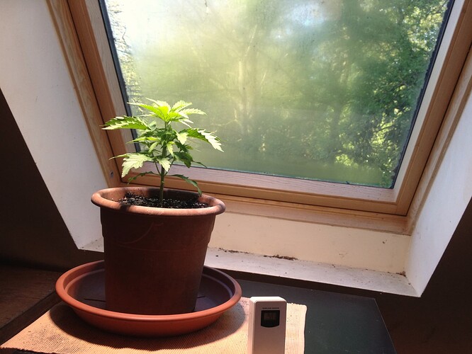 026_JD01_Dachfenster01