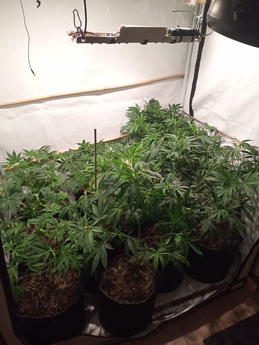 Growreport Bild 23