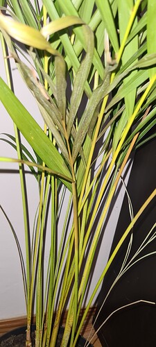 16470655026246114396601149733132