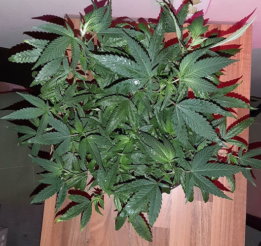 Growreport Bild 26