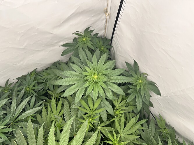 Growreport Bild 8