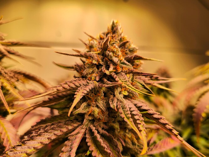Growreport Bild 39