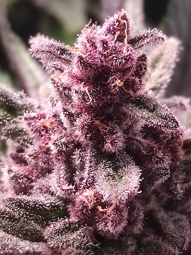 Growreport Bild 5