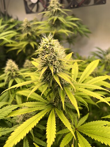 Growreport Bild 6